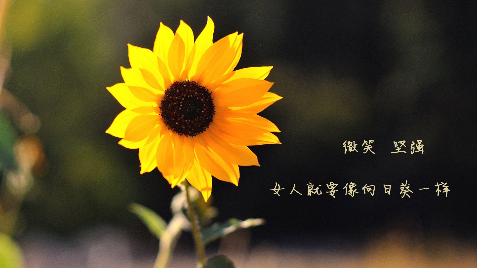 浙江队正面击溃火箭，草根逆袭，范弗利特为何成了他们的世界杯时刻？