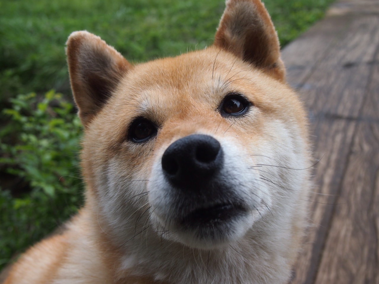 摩纳哥F1之夜的绿茵幽灵,当库尔图瓦在街道赛门线接管比赛