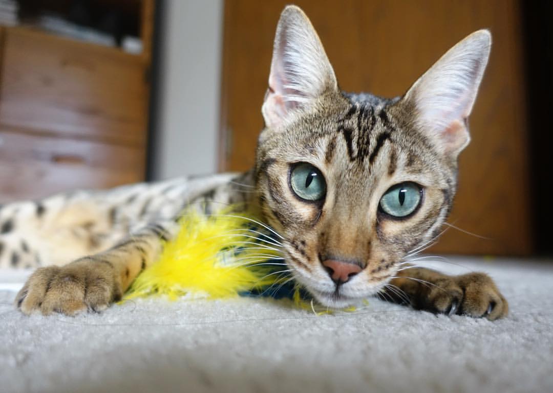 锡安狂飙打破壁垒，掘金火力全开压制广厦队