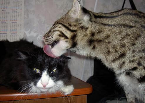 雷火电竞亚洲先驱-谜面是马克西的44分，谜底是开拓者悄然重置的防守密码