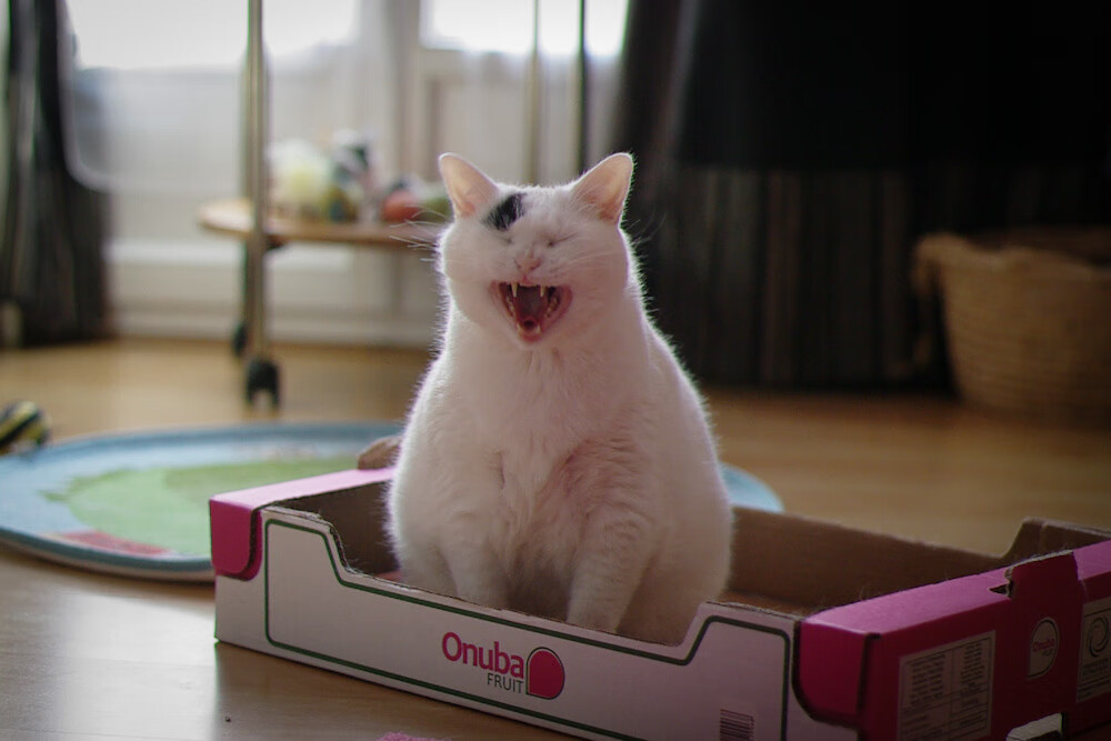 拉文式爆发！北京队效仿公牛精神血拼广东