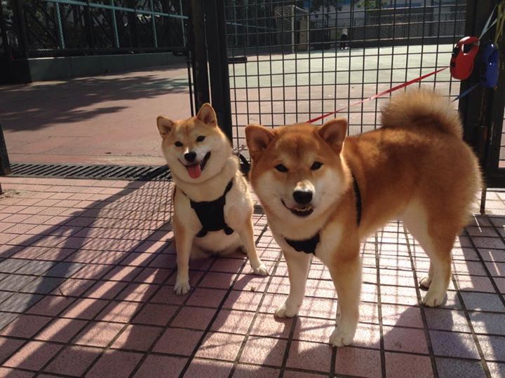 破茧，穆勒一箭定江山，葡萄牙撕碎星月迷雾