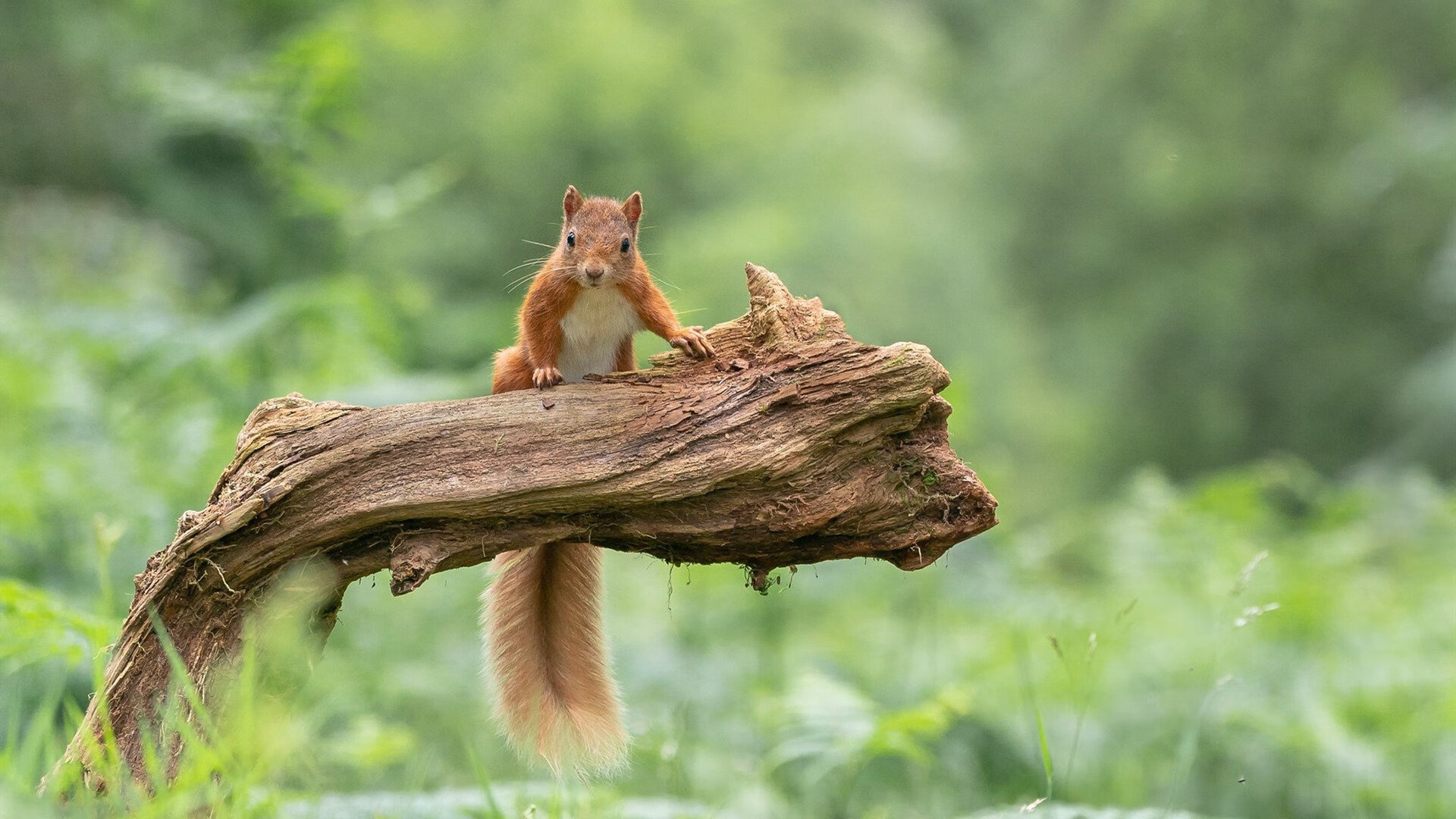 雷火电竞入驻-华盛顿的异乡人，当克莱·汤普森投进那记绝杀，快船轰然倒塌，一段关于遗忘与重生的唯一时刻