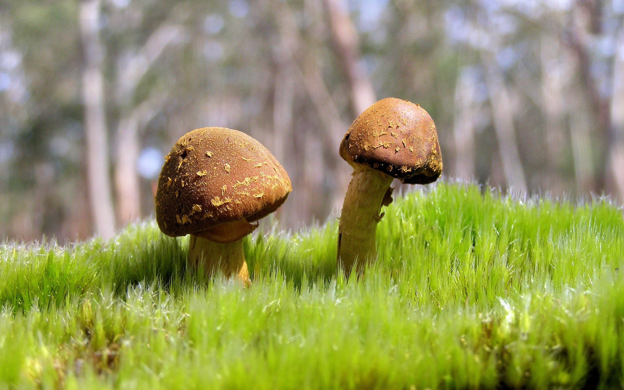 教科书级现象与俱乐部风暴，贝林厄姆的传控艺术，阿森纳众将以一波流撕裂苏格兰