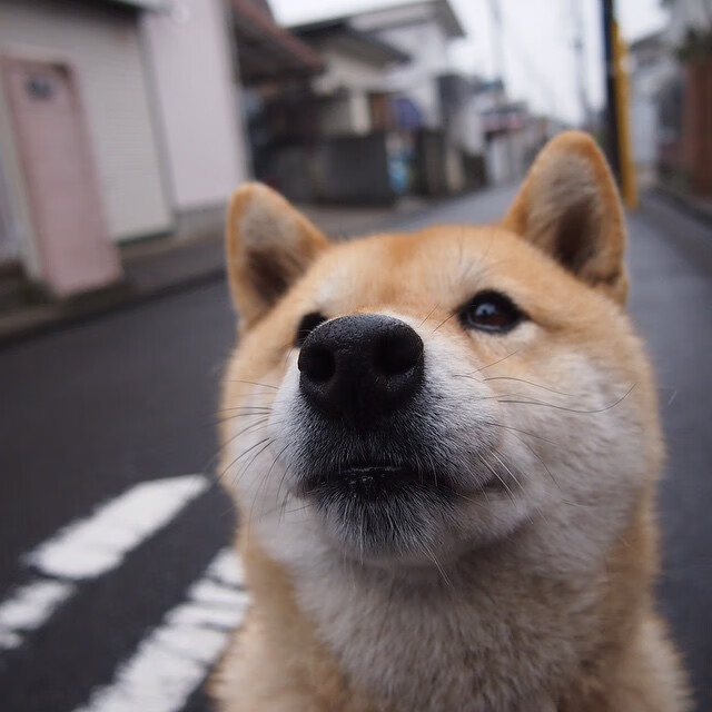 雷火电竞简介-约基奇，一个孤独的统治者，在欧冠的夜晚为篮球写下挽歌