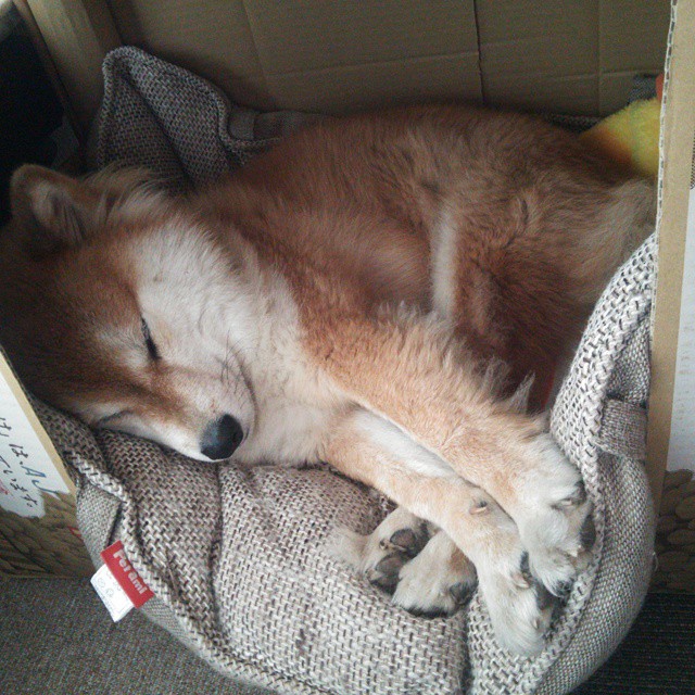 雷火电竞充值-京多安的无国界独奏，当牙买加遇见马里，足球成为唯一的语言